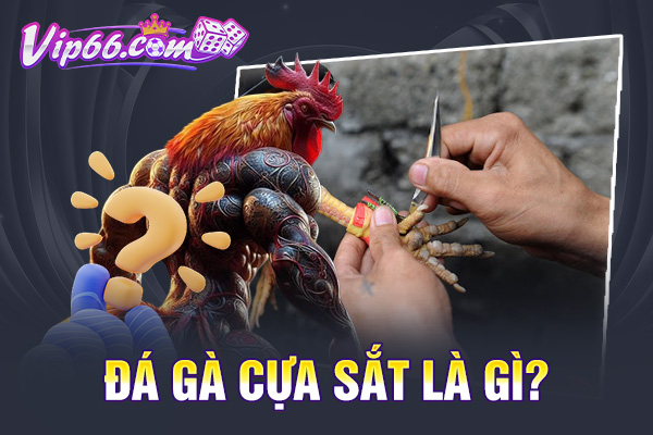 Đá gà cựa sắt là gì?