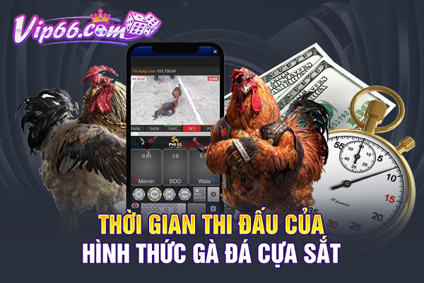 Thời gian thi đấu của hình thức gà đá cựa sắt