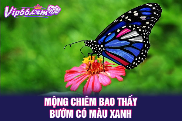 Mộng chiêm bao thấy bướm có màu xanh